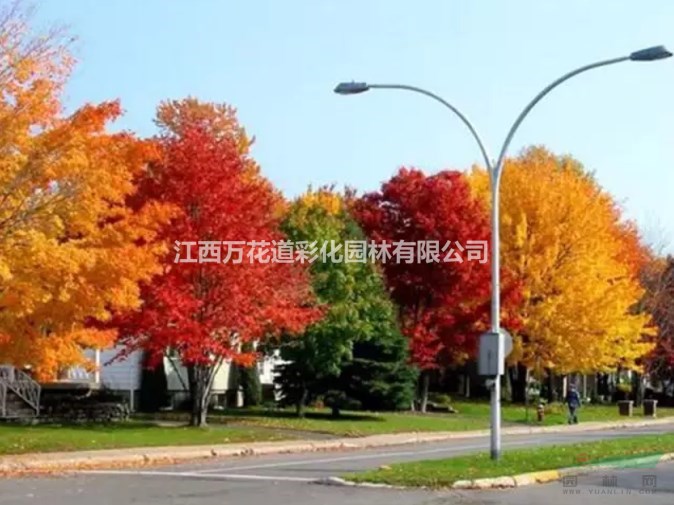 江西秋紅橡價(jià)格紅橡樹苗秋季紅葉珍貴造林樹首選品種