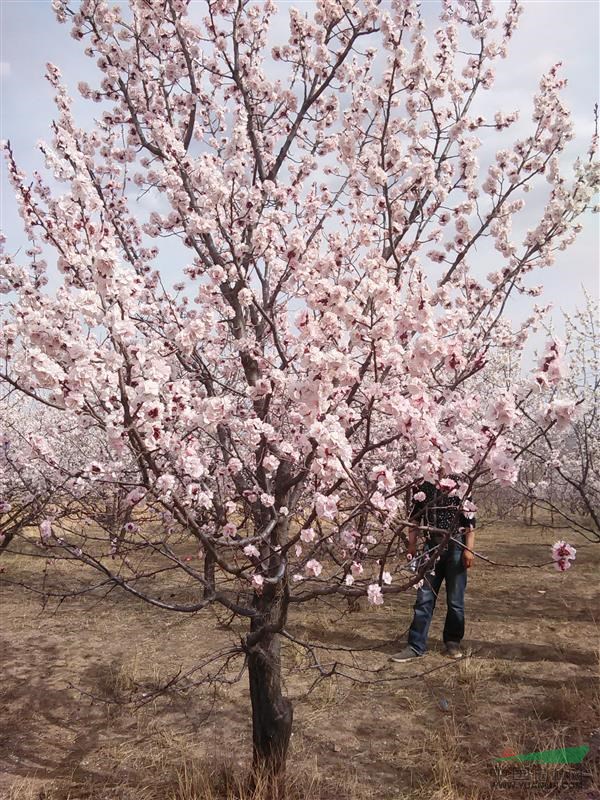 常年出售1-20棱海棠-山杏-新疆楊-李子樹(shù)-油松果樹(shù)等