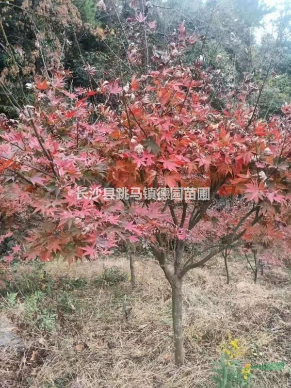 供應(yīng)紅楓，中國紅楓日本紅楓，美國紅楓