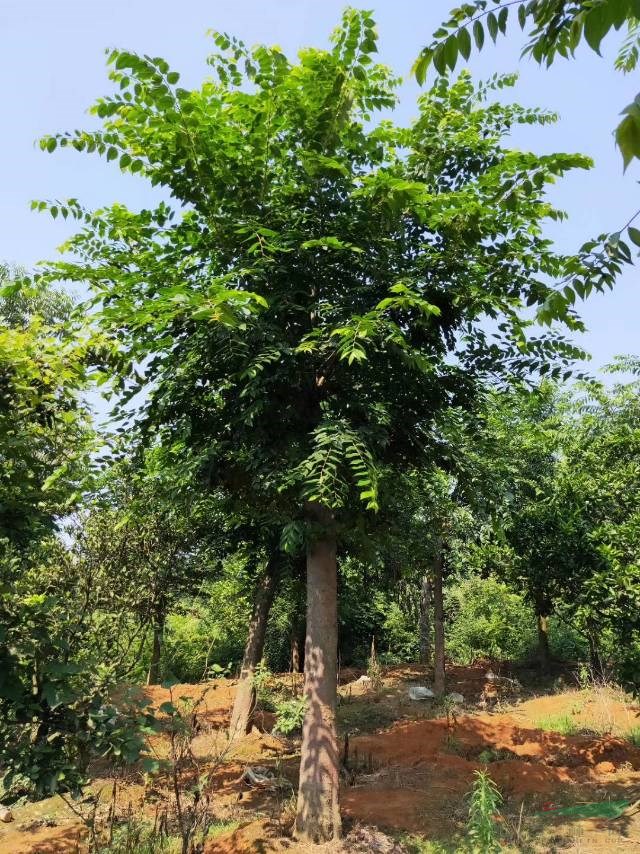 這是今天從基地實拍的樸樹圖片湖南精品樸樹湖南大規(guī)格樸樹