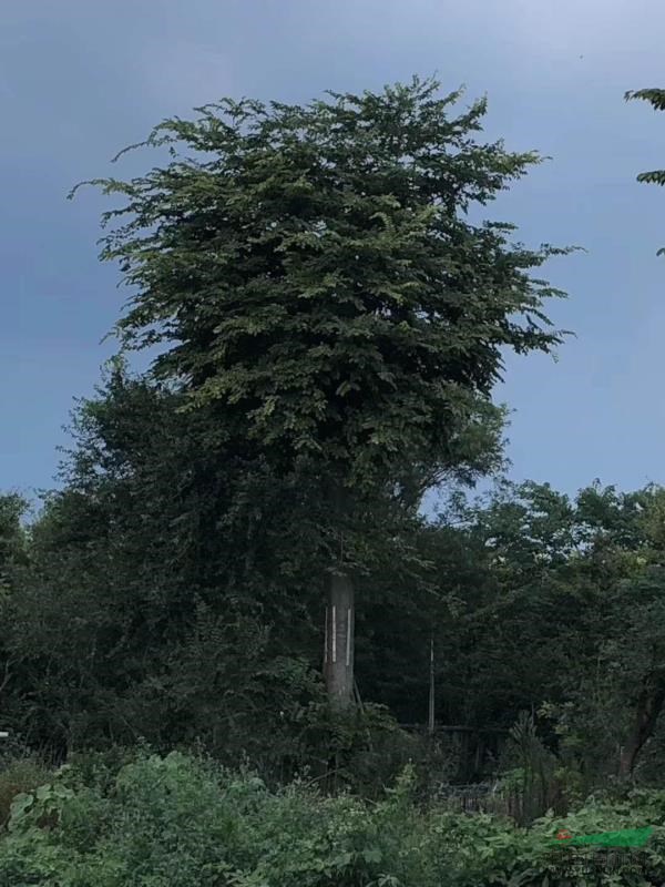 山東臨沂樸樹50-80公分