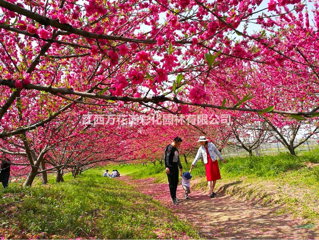 火焰桃萬花道重瓣紅花園林景觀造景效果好江西供應(yīng)1-10桃樹