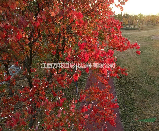 秋紅烏桕，秋天最為亮麗的風(fēng)景線