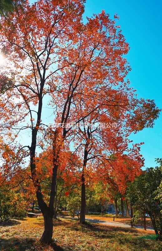 秋紅烏桕，秋天最為亮麗的風(fēng)景線