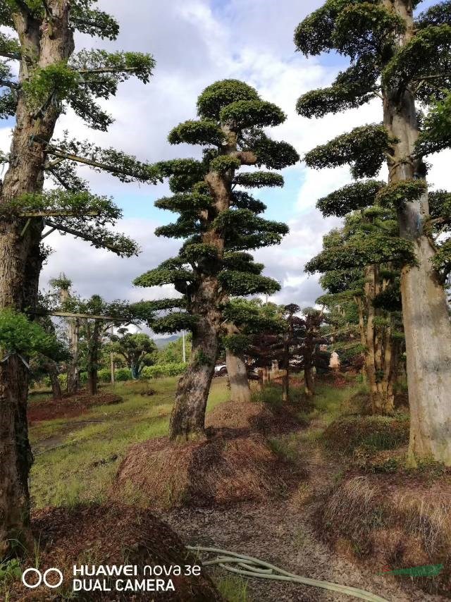 湖南精品榆樹批發(fā)價格便宜長沙榆樹價格大規(guī)格榆樹批發(fā)大榆樹批發(fā)