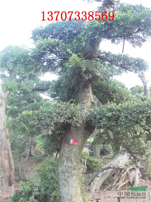 大榆樹 湖南綠化苗木榆樹基地