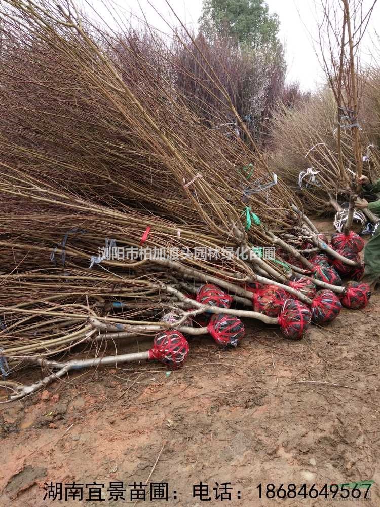 長沙苗圃批發(fā)紅移栽櫻花