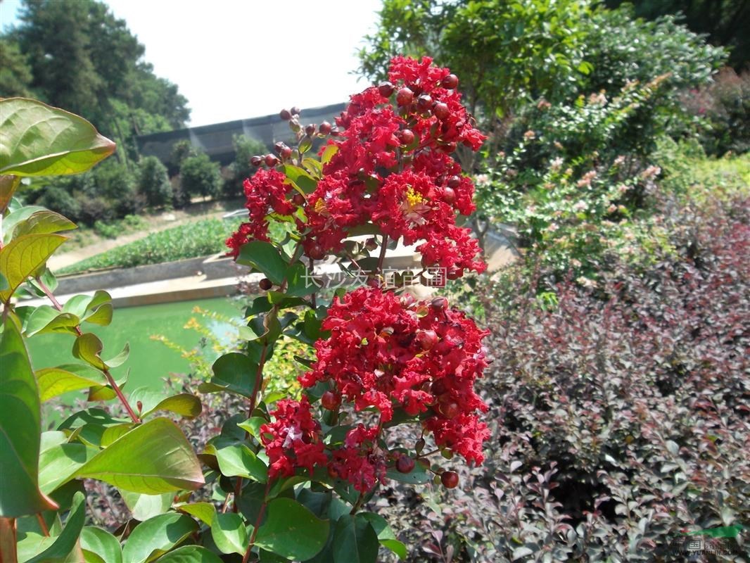 紅花紫薇，美國紅火箭紫薇，紅火球紫薇，櫻花，夏娟價格