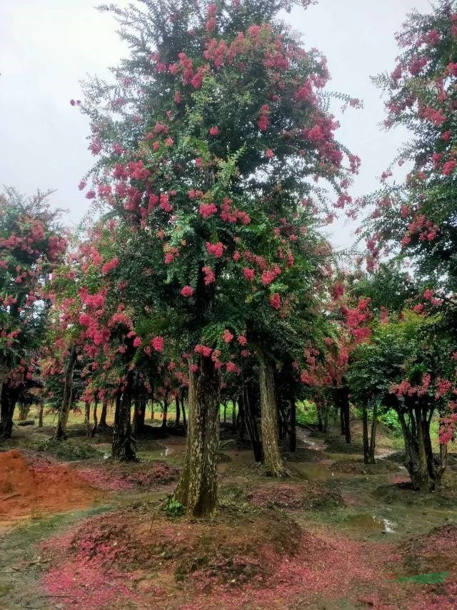 精品紫薇批發(fā)價(jià)格便宜湖南精品紫薇長沙精品紫薇，精品紫薇樹紫薇