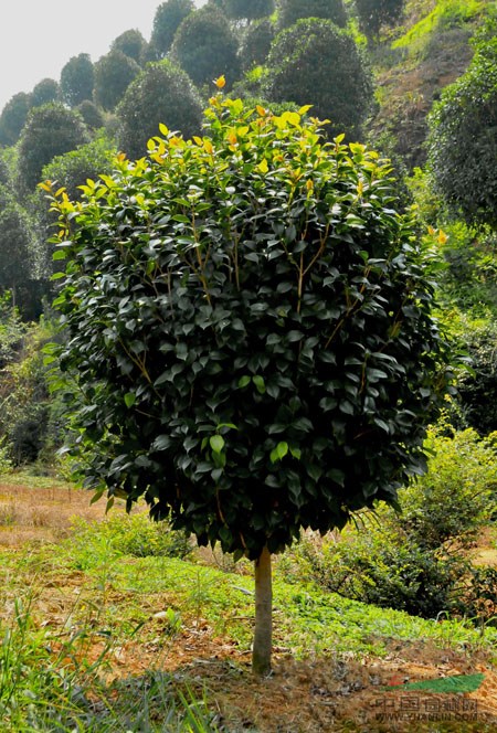 茶花（赤丹）、茶花（紅露珍）、茶花（葡萄紅）、山茶