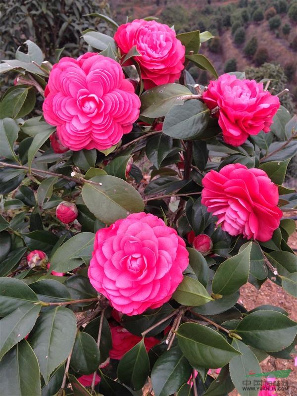 茶花（赤丹）、茶花（紅露珍）、茶花（葡萄紅）、山茶