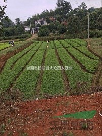 湖南杜鵑毛球基地