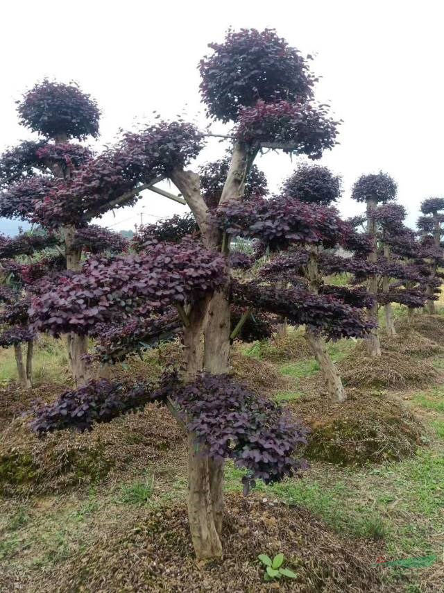 這是本基地的造型紅花繼木  本基地有各種各樣的精品紅花繼木 