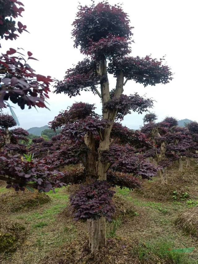 這是本基地的造型紅花繼木  本基地有各種各樣的精品紅花繼木 