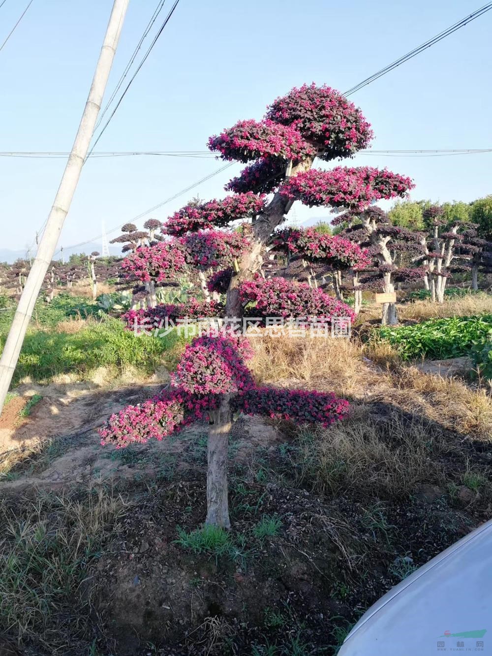 湖南供應造型紅花繼木樁規(guī)格齊全