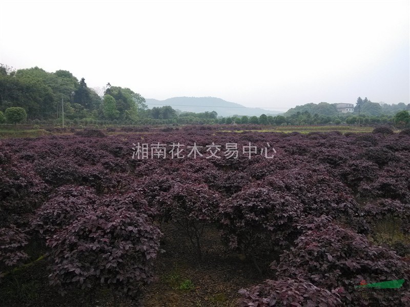 湖南紅花繼木批發(fā)