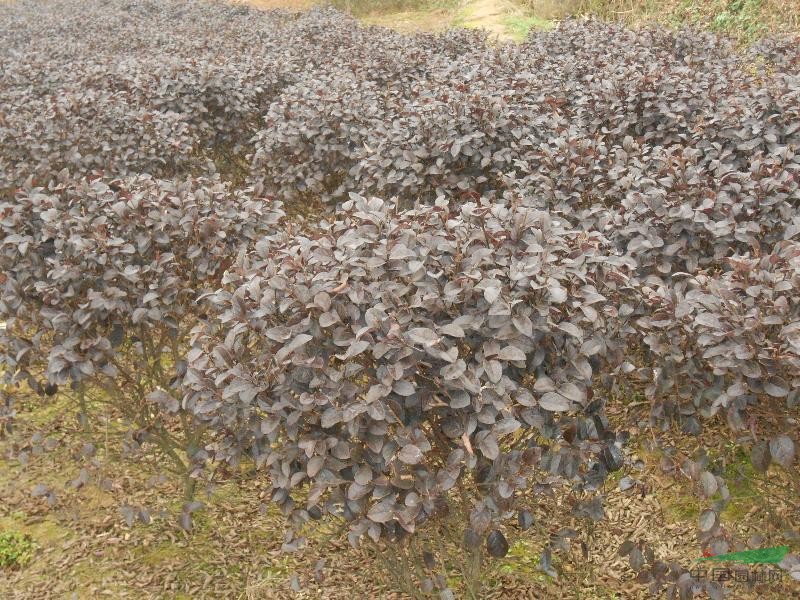 造型紅花繼木、紅繼木小苗、紅繼木球、精品紅繼木、紅繼木柱子、