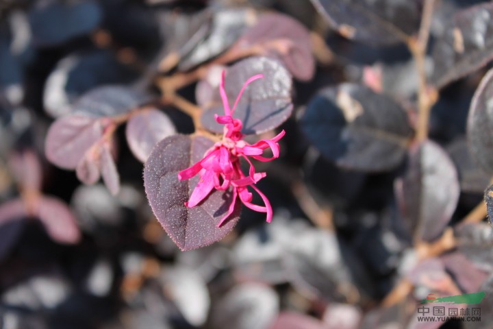 紅花繼木