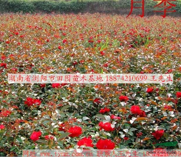 豐花月季小苗 基地直銷大量供貨 品種好盡在湖南月季基地