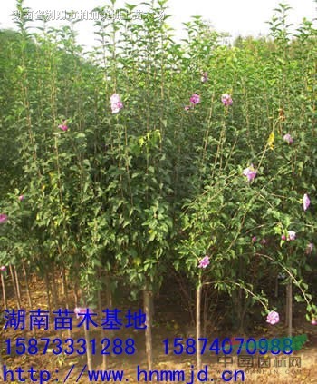 供應(yīng)湖南木槿-木槿價格-叢生木槿-茉莉花-木槿小苗