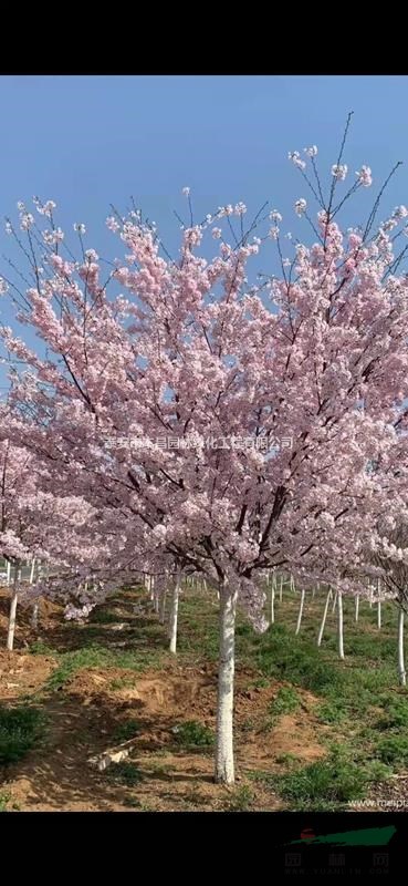 日本櫻花寒緋櫻大島櫻松月櫻普賢像一夜櫻牡丹垂枝櫻泰安市本昌園林綠化工程有限公司供應