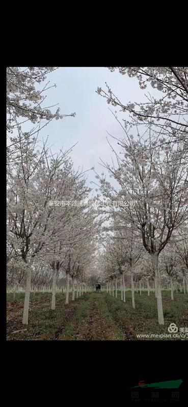 日本櫻花寒緋櫻大島櫻松月櫻普賢像一夜櫻牡丹垂枝櫻泰安市本昌園林綠化工程有限公司供應