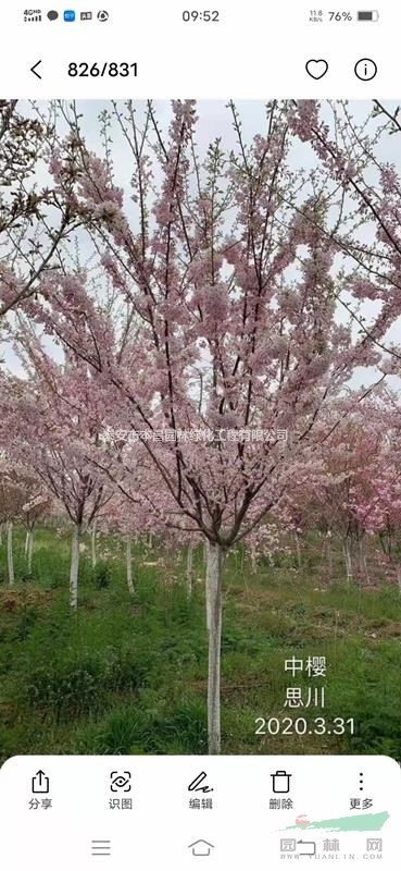 日本櫻花寒緋櫻大島櫻松月櫻普賢像一夜櫻牡丹垂枝櫻泰安市本昌園林綠化工程有限公司供應