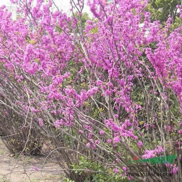 湖南花灌木紫荊新報價/花灌木紫荊圖片