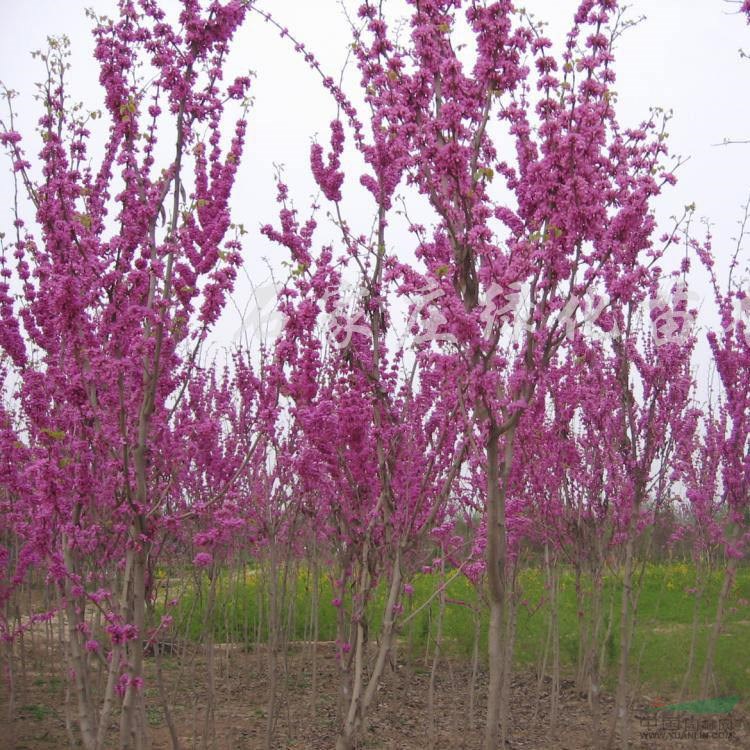 大量供應(yīng)重生紫荊、獨(dú)紫荊