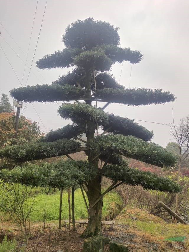 本基地有很多造型羅漢松盆景可以零售批發(fā)都可以，湖南精品羅漢松