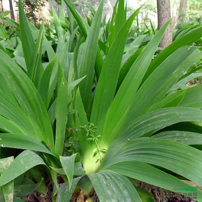 供應(yīng)一大批爬山虎、鳶尾、馬尼拉、菖蒲、花葉絡(luò)石