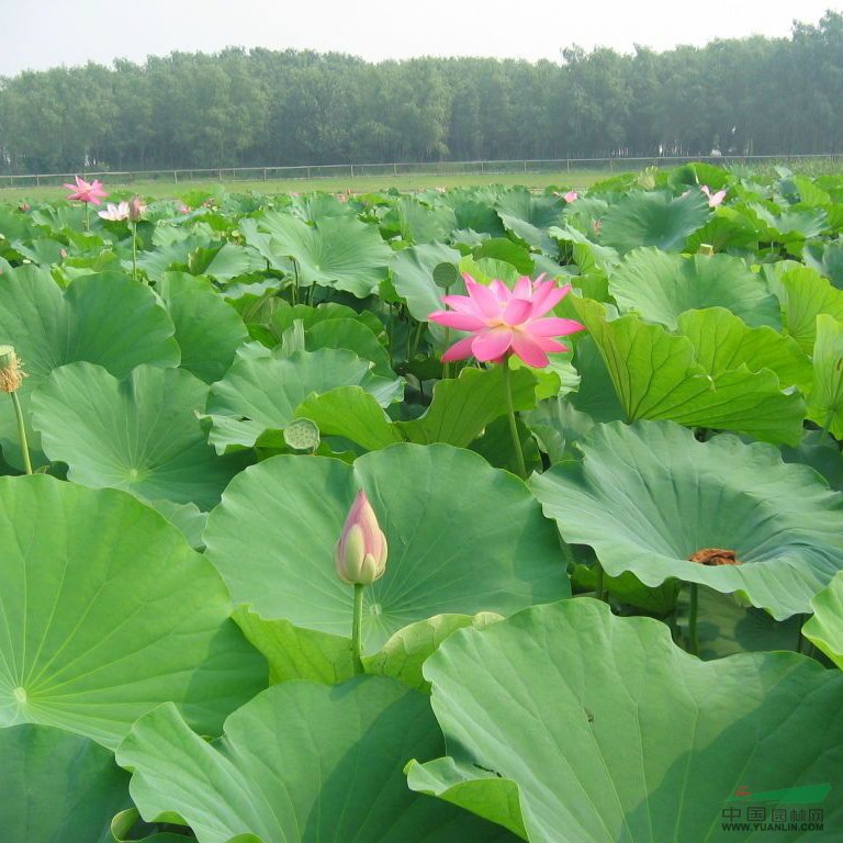 供應一大批水燭、水生美人蕉、荷花、黃菖蒲