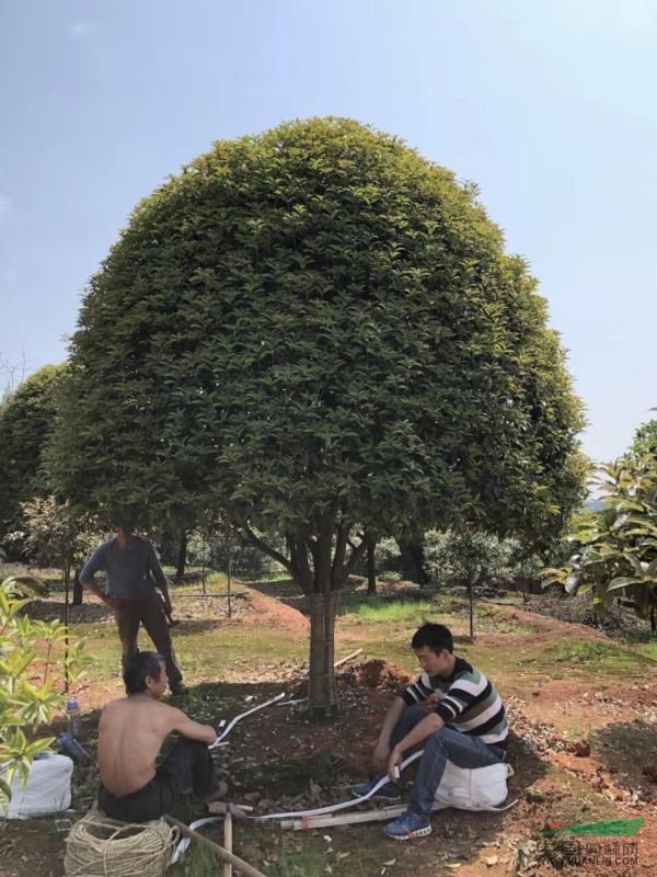 湖南桂花、湖南丹桂、湖南桂花價格、湖南金桂、湖南四季桂