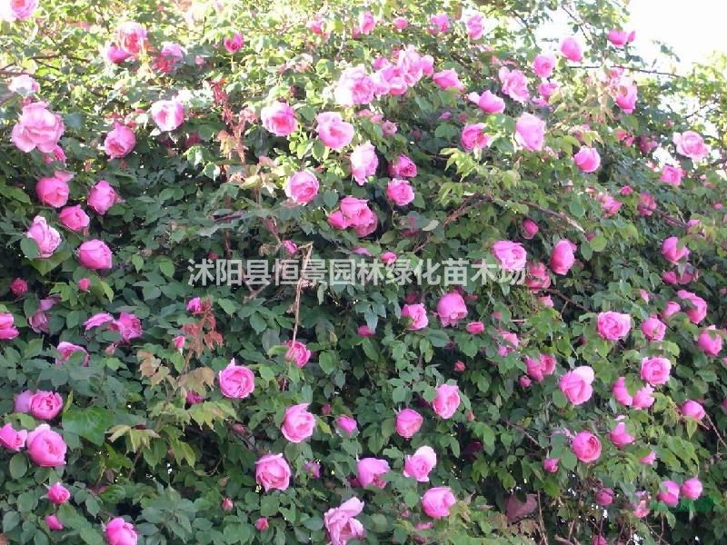 薔薇苗 大花薔薇小苗價(jià)格圖片