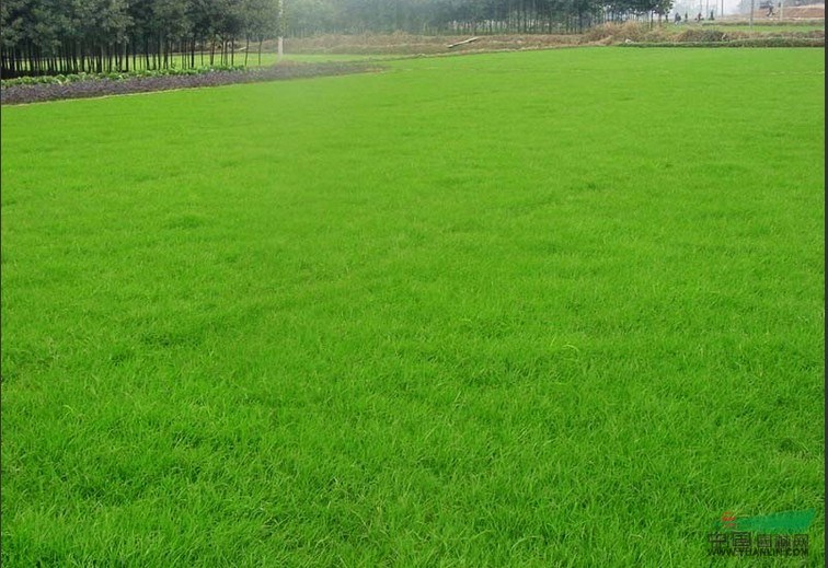 常州供應百慕大、黑麥草、馬尼拉、中華結縷草、四季青