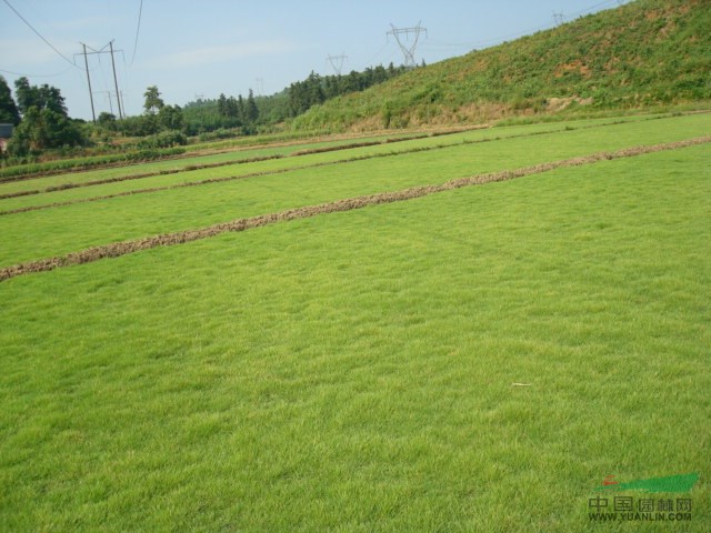 常州供應百慕大、黑麥草、馬尼拉、中華結縷草、四季青