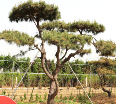 長期出售小區(qū)別墅造型松 現(xiàn)挖現(xiàn)賣庭院公園園林綠化造型松