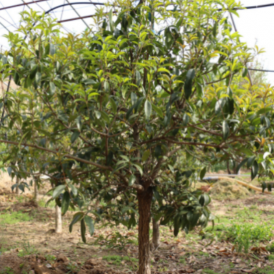 本基地長(zhǎng)期銷售庭院陽(yáng)臺(tái)桂花樹(shù) 可盆栽地栽植物桂花樹(shù)