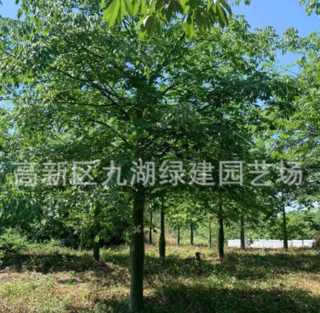 全冠大腹木棉樹種植基地批發(fā)美麗異木棉 木棉樹大腹木棉移植