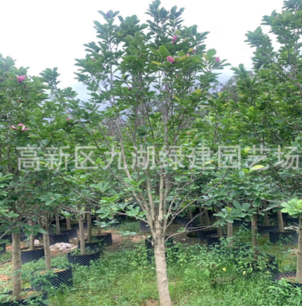 全冠紫玉蘭種植基地批發(fā)6-25公分移植紫玉蘭樹 白玉蘭樹