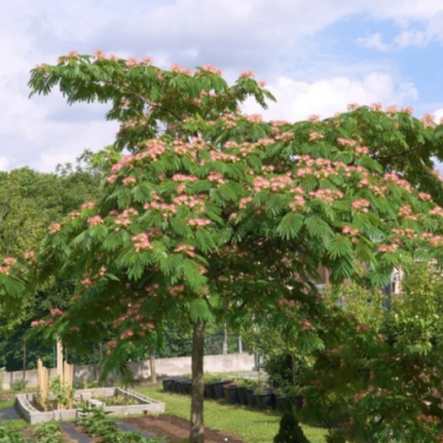 合歡花樹(shù)苗絨花樹(shù)南北方庭院別墅植物盆栽風(fēng)景樹(shù)綠化苗木芙蓉苗樹(shù)