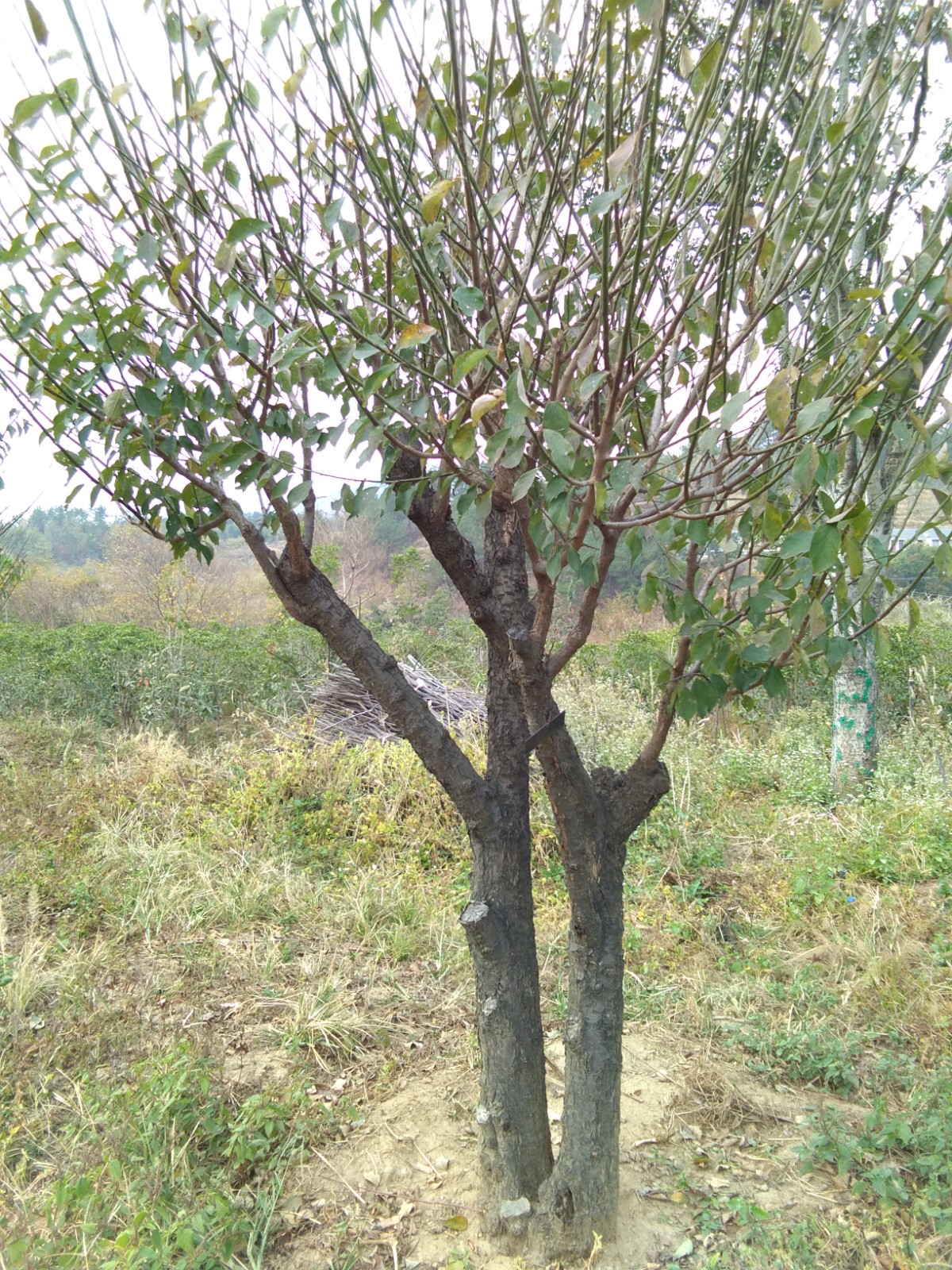 梅花樁景：野梅嫁接苗