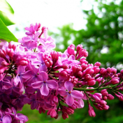 丁香花樹(shù)苗盆栽地栽南北方種植紫丁香樹(shù)苗濃香庭院綠化樹(shù)苗風(fēng)景樹(shù)