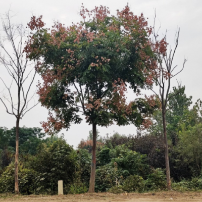 欒樹苗庭院風(fēng)景樹黃山欒北京欒樹大樹苗南方北方種植園林綠化樹苗