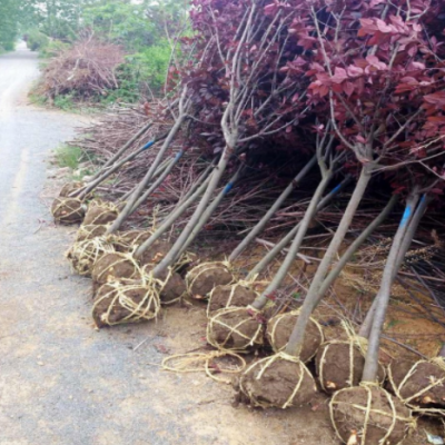 紫葉李樹(shù)苗南方北方種植紅葉李速生紫葉李小苗園林行道樹(shù)綠化樹(shù)苗