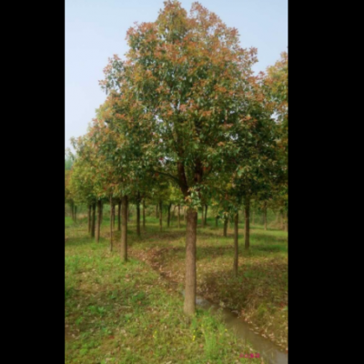 香樟樹(shù)苗木綠化庭院植物大小葉香樟樹(shù)植物南北方種植