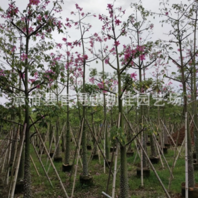 福建本地木棉樹容器苗 本地木棉移植苗 美人樹大袋苗 行道樹