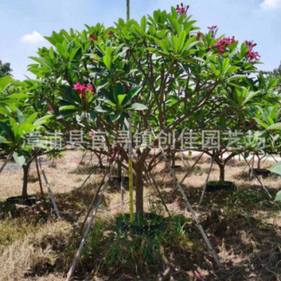 紅花雞蛋花批發(fā) 雞蛋花價格 雞蛋花樹基地 品種規(guī)格齊全 大量供應