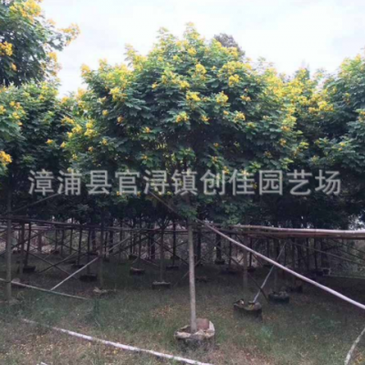 黃花槐樹假植苗 綠化黃花槐移植苗 花期長(zhǎng) 公園綠化行道樹