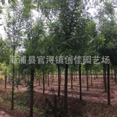 白蠟樹批發(fā)價格 福建種植基地 綠化造林防風(fēng)固沙樹種 青榔木